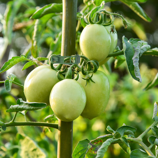 KINGLAKE 100 Plant Clips, Plant Clamps, Tomato Clips, Plant Support Clips for Climbing Plants, Cucumbers, Greenery