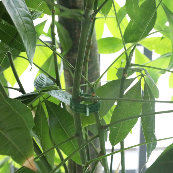 KINGLAKE 100 Plant Clips, Plant Clamps, Tomato Clips, Plant Support Clips for Climbing Plants, Cucumbers, Greenery