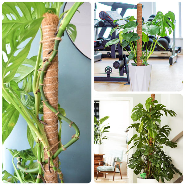KINGLAKE 4Pcs 40cm Moss Pole, Coco Coir Totem Moss Sticks for Climbing Plant Support, Plant Stakes for Monstera Cheese Plants Grow Upwards with 30m Plant Ties,2m Garden Tape,10m Jute Twine