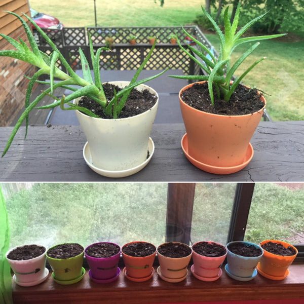 8 Pcs 4" Plastic Plant Flower Seedlings Nursery Pot/Pots Planter Colorful Flower Plant Container Seed Starting Pots with Pallet,8 Colors